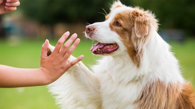 Girl giving high-five to Australian Shepherd