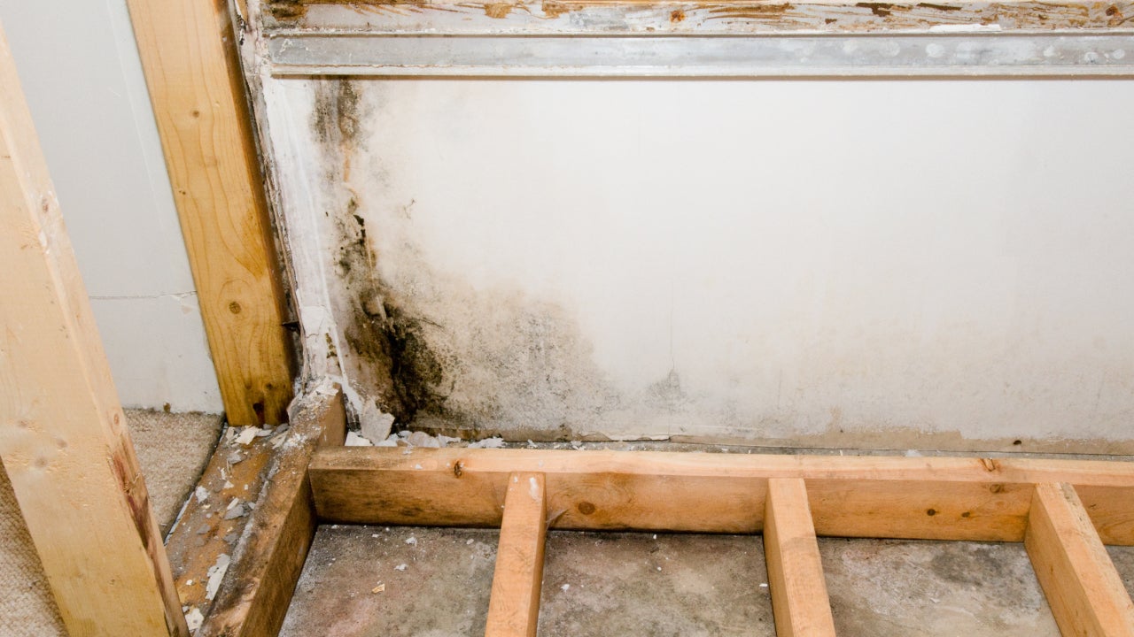 Wall and flooring removed to reveal black mold growing.