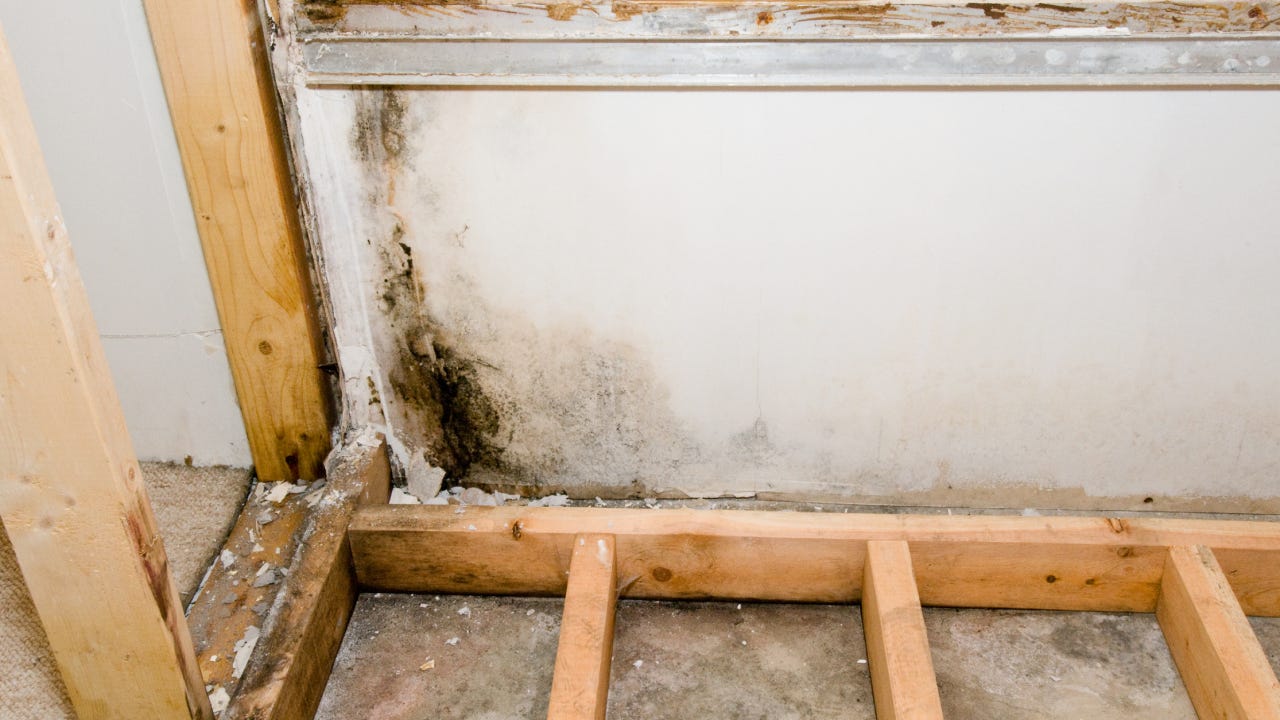 Wall and flooring removed to reveal black mold growing.