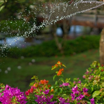 Watering the plants