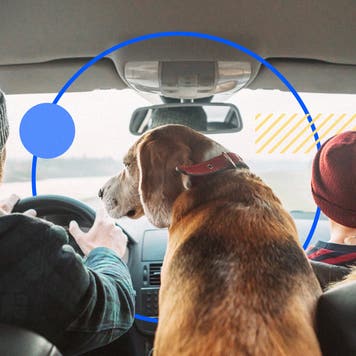 Dog sitting in backseat of car.