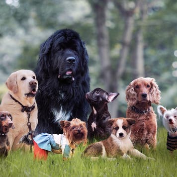 Many different breeds of dogs on the grass