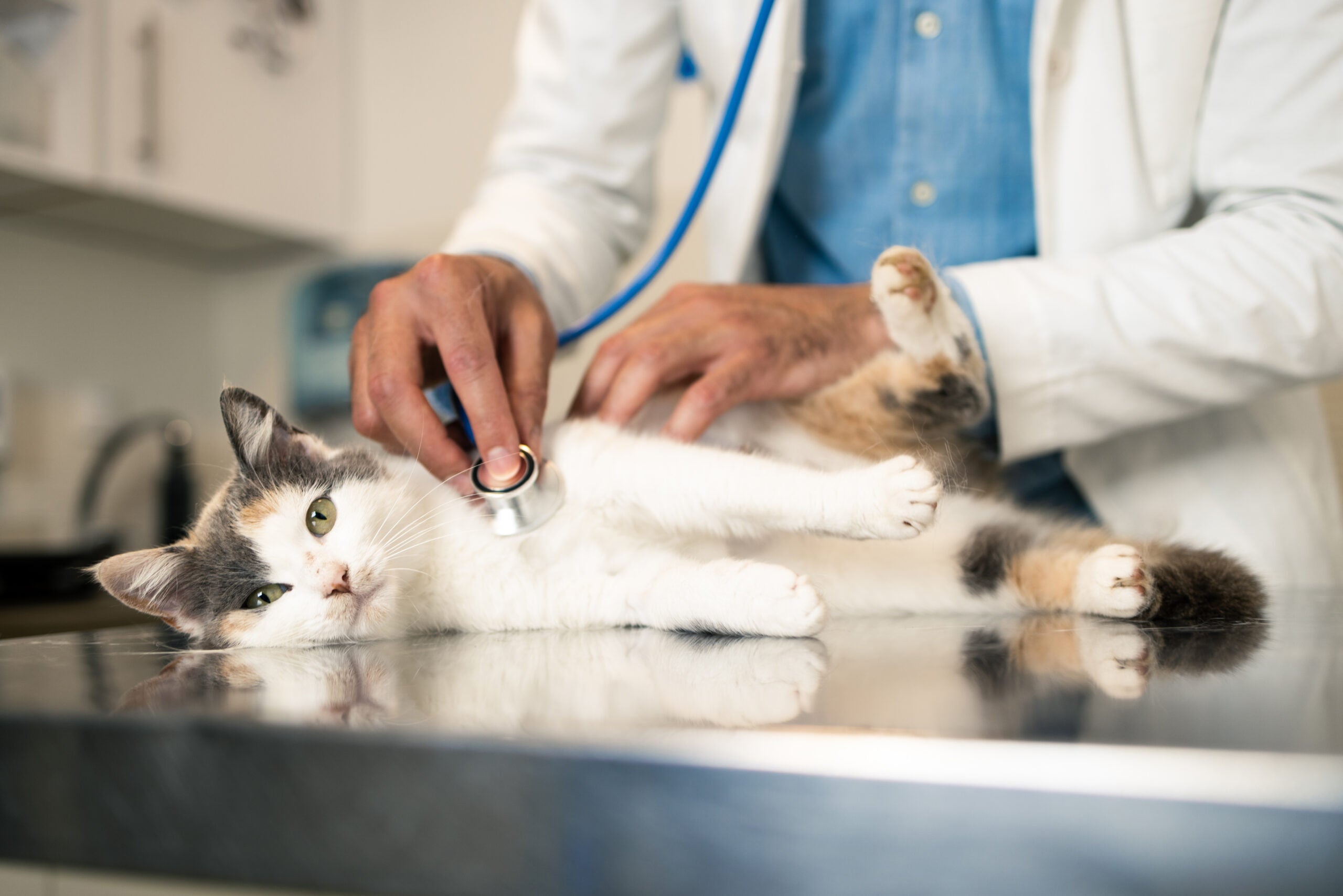 white and calico cat laying on table at a vet while a doctor checks its heart