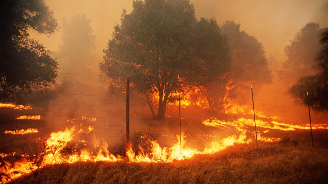 forest fire