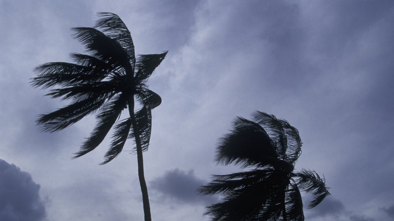 palm trees blowing in the wind